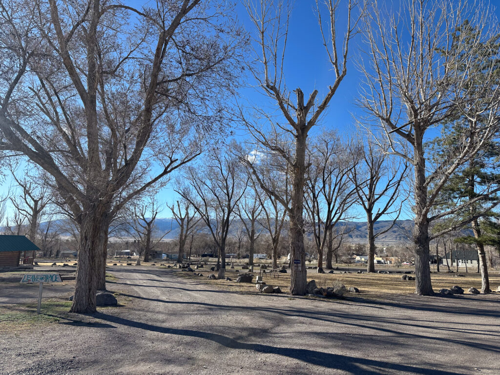 Big trees in the winter with no leaves over a grassy camping area.